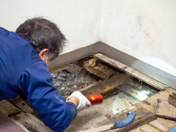 Best Mold Remediation for Specific Building Types in South Beloit, IL