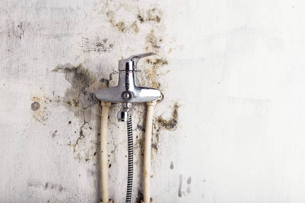 Best Industrial Mold Remediation in South Beloit, IL