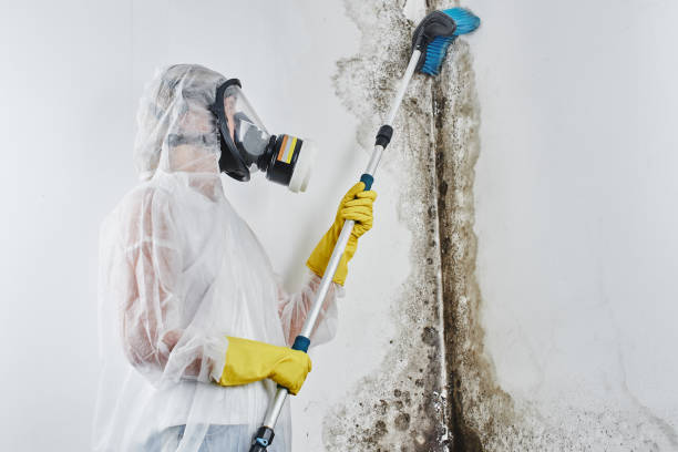 Best Emergency Mold Remediation in South Beloit, IL