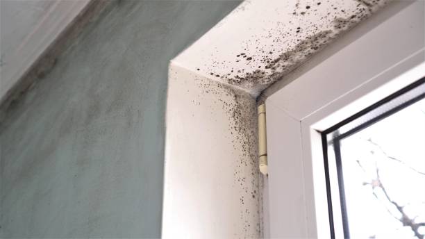Best Basement Mold Remediation in South Beloit, IL