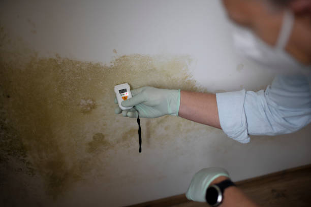 Best White Mold Remediation in South Beloit, IL