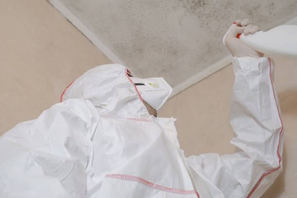 Best Health and Safety Mold Remediation in South Beloit, IL