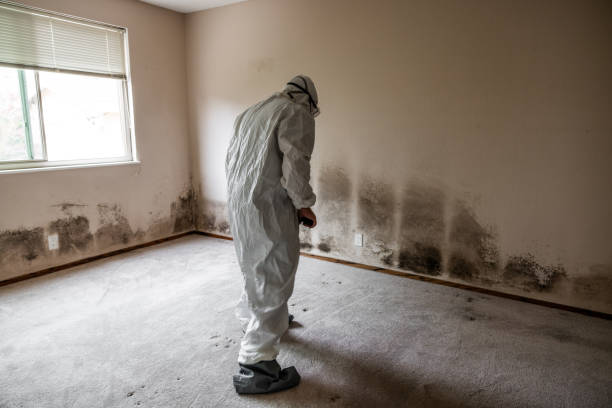 Best Attic Mold Remediation in South Beloit, IL