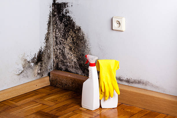 Best Residential Mold Remediation in South Beloit, IL