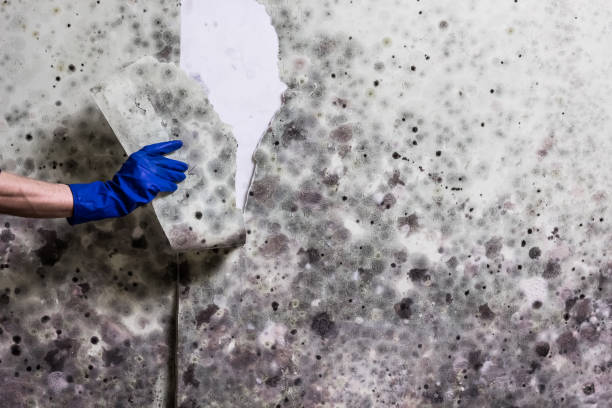 Best Crawl Space Mold Remediation in South Beloit, IL