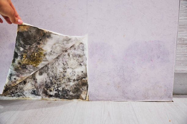 Best Post-Flood Mold Remediation in South Beloit, IL